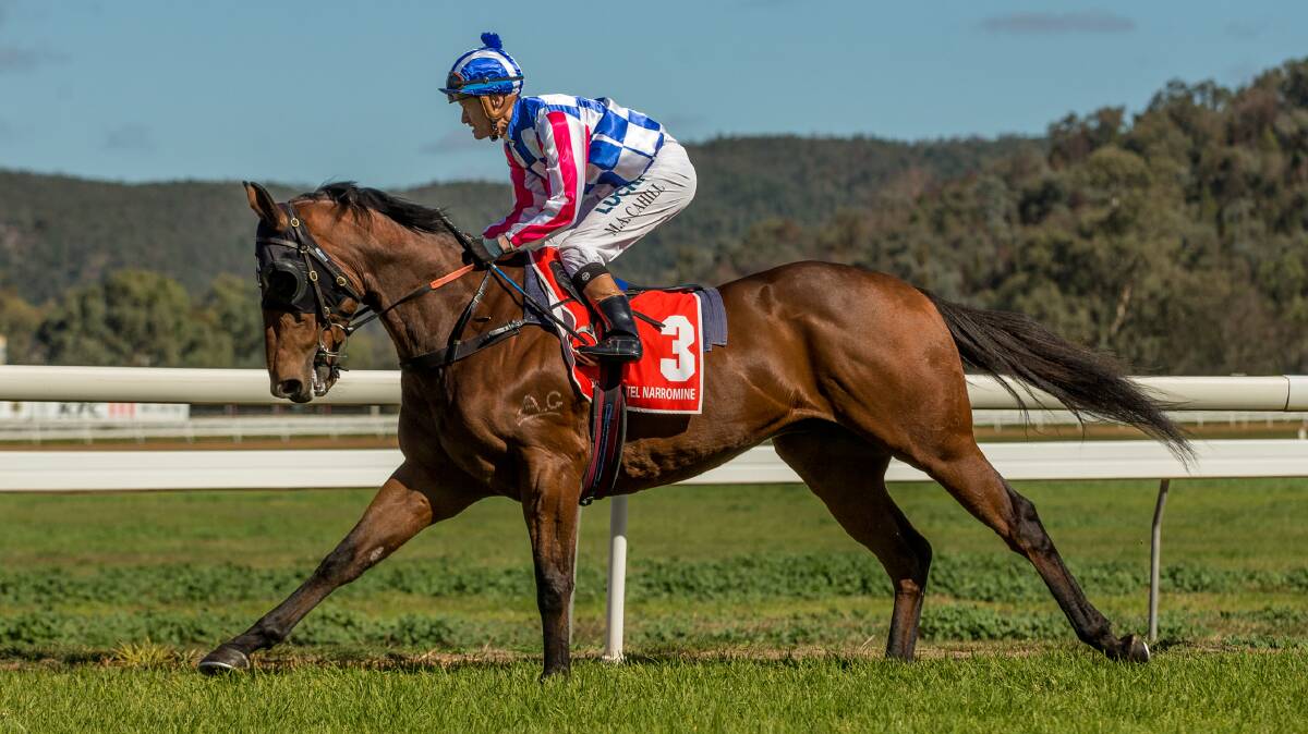 Mosayter gelding, Carry On George with Matt Cahill aboard winning at Wellington recently. Photo Janian McMillan.