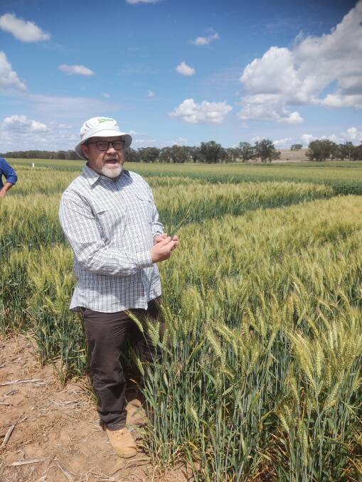 Dr Steven Simpfendorfer (NSW DPI Tamworth), warns growers to be aware of possible stripe rust outbreaks and to prepare control programs should one occur.