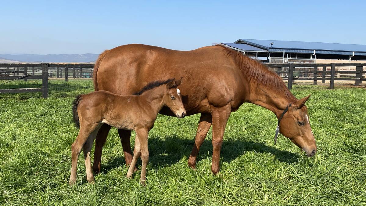 Intastella Magic and her filly foal by Hinchinbrook stakes winning young stallion Unite And Conquer at Kingstar Farm near Denman. Photo supplied. 