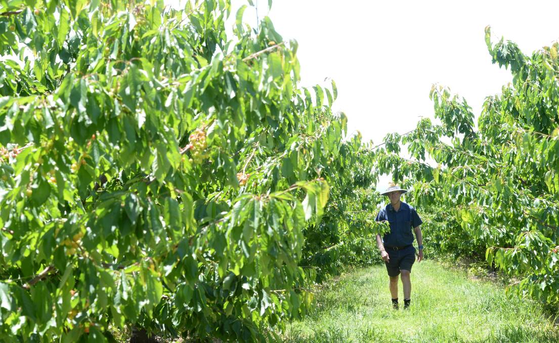 There are big hopes for the cherry industry near Orange as export demand grows. The major issue for cherrygrowers such as Peter West, Westcastle Partnership, will be access to water and labour. Photo by Rachael Webb. 