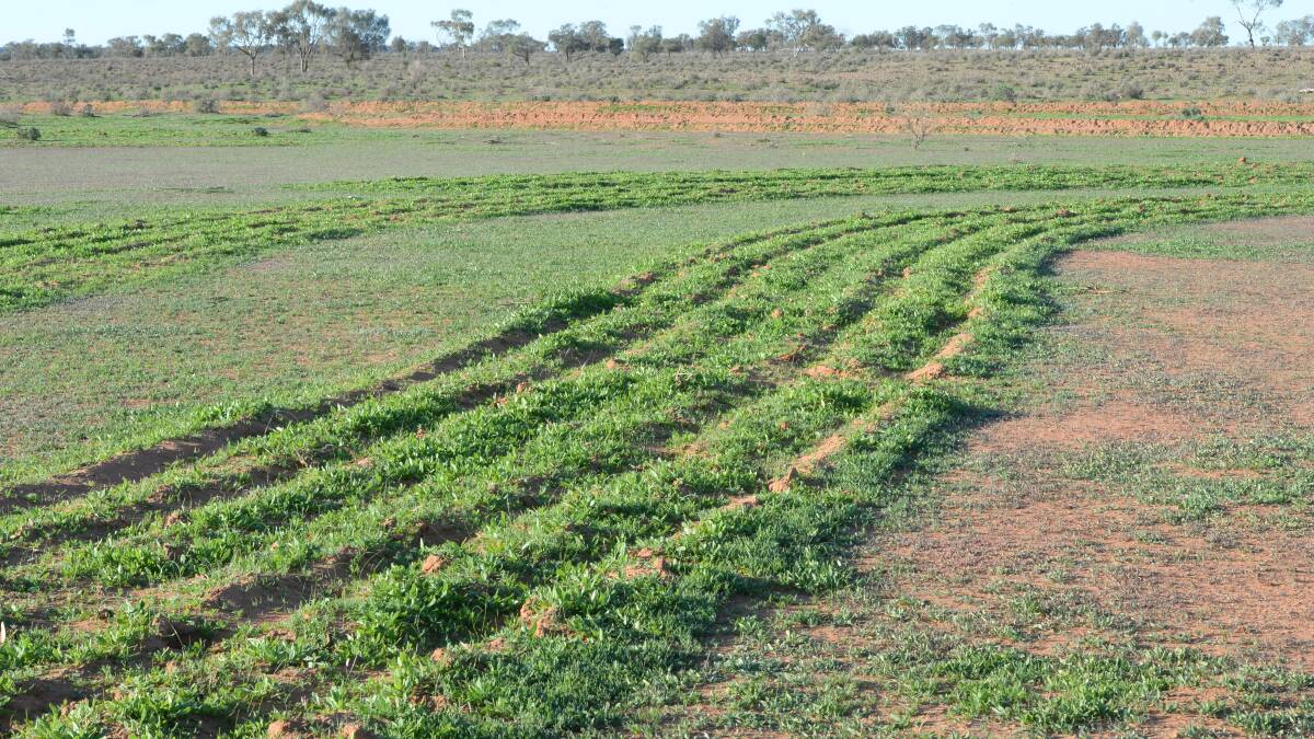 The ripped areas are already showing top pasture growth that will boost productivity on Polpah by up to 20 per cent.