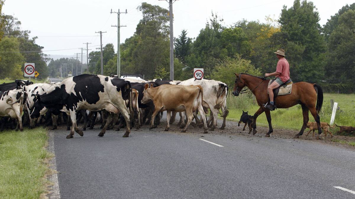 Dairy cows on the road at Berry. It's been a long road to underpasses for dairy farmers in NSW. NSW Farmers have identified 30 poteneial sites.