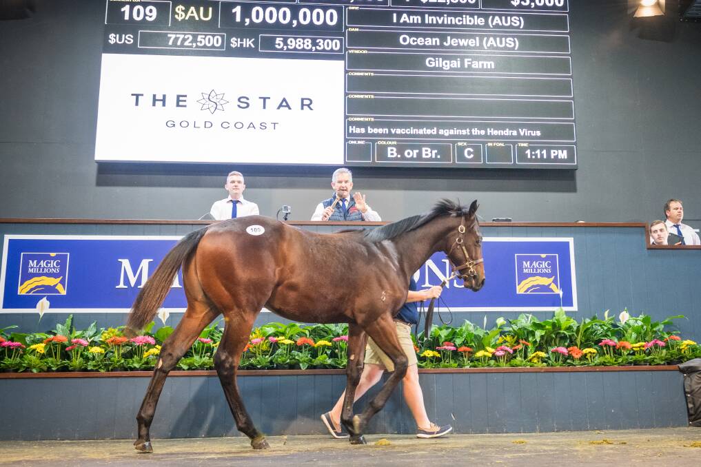  The first million-dollar weanling by I Am Invincible, which sold at the Magic Millions Weanling Sale at the Gold Coast last week. Photo Magic Millions. 
