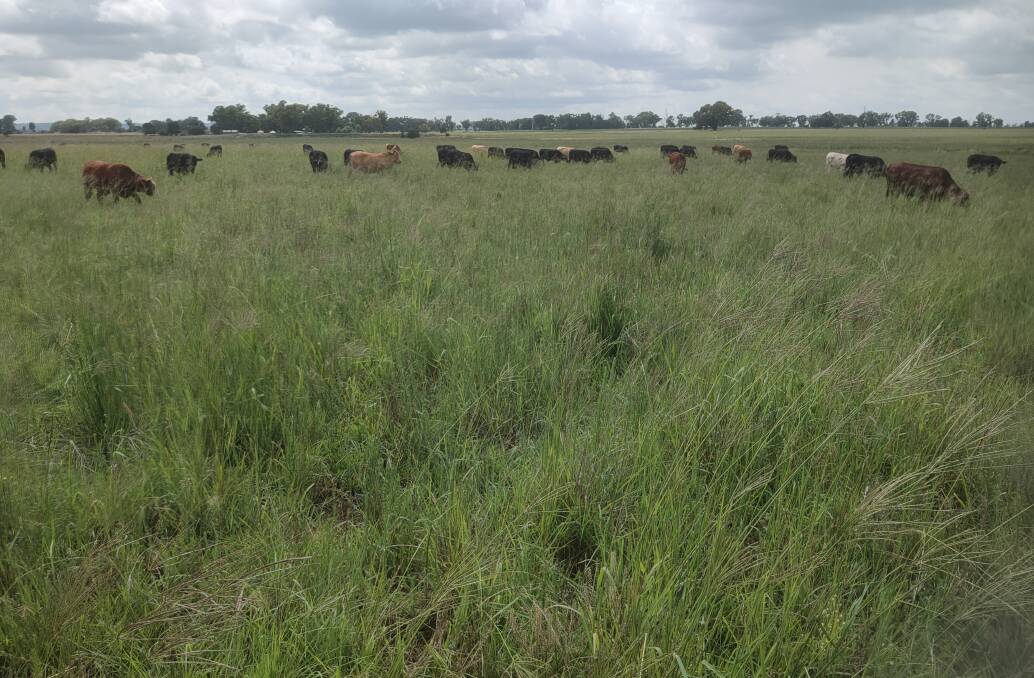 Steers averaging 500 kg/head grazing tropical grass pasture (12.1.22) on a small property. Small properties can be just as profitable per ha as large farms if well managed. 