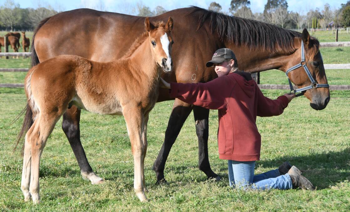 Broodmare handler, Tayla Roby with Lily Bear and her month old colt foal by Sebring Sun at Glenthorne Park near Taree. The youngster belongs to the second foal crop by the Sebring horse. Photo Virginia Harvey. 