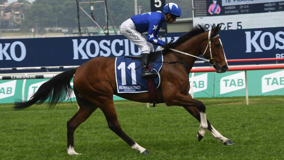  Second time around may prove more fruitful for The Kosciuszko contender Fender (with Kerrin McEvoy up) at Randwick. Photo Virginia Harvey. 