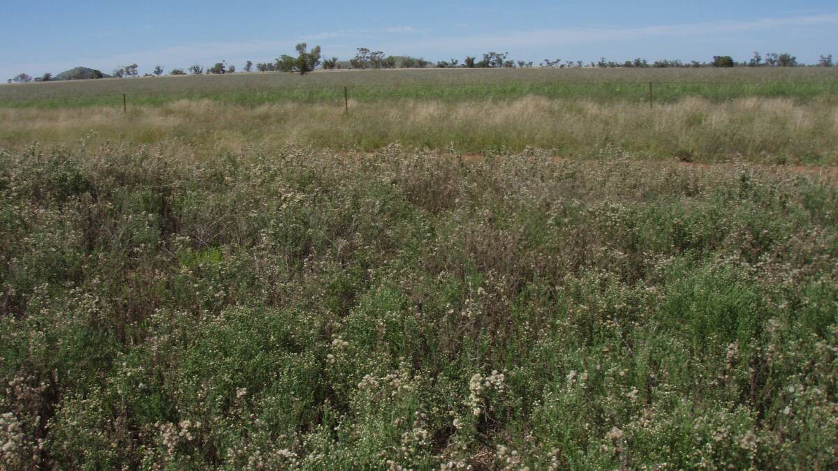 Fleabane, foreground pasture, tropical grass background pasture. Summer growing tropical grasses, well managed, are capable of outcompeting weeds like fleabane.
