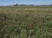 Fleabane, foreground pasture, tropical grass background pasture. Summer growing tropical grasses, well managed, are capable of outcompeting weeds like fleabane.
