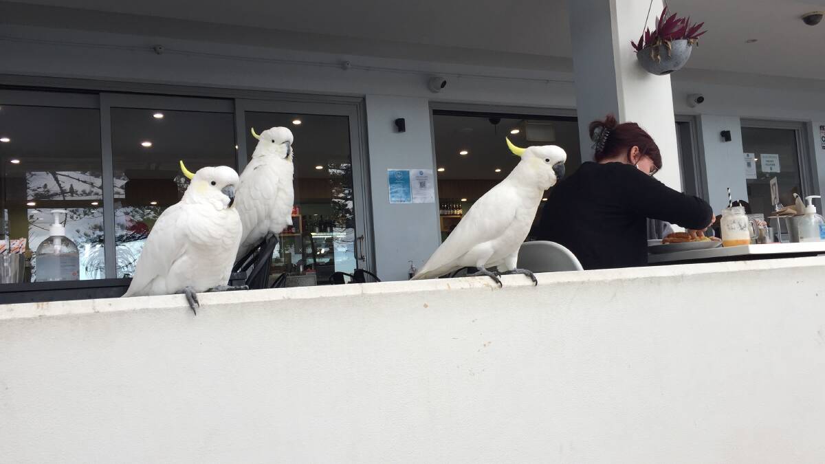 Hello, where's my coffee ? Cockatoos in the Illawarra joining the cafe throng. Photo by John Ellicott.