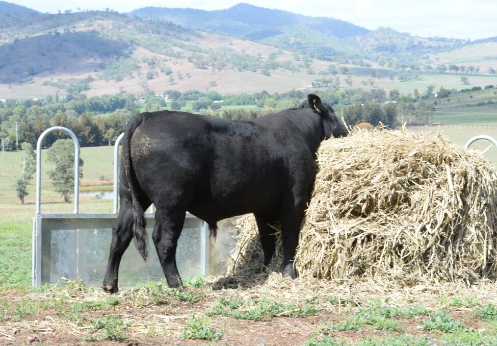 Pressure on fodder supplies is mounting to a critical peak as supplies around Australia are drained. Oaten hay supplies may run out within weeks in some areas.