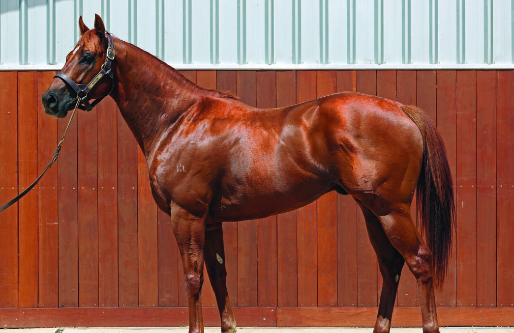 Young sire, Defcon at Eureka Stud in Queensland. The Choisir stallion sired his first juvenile winner recently. Photo supplied.