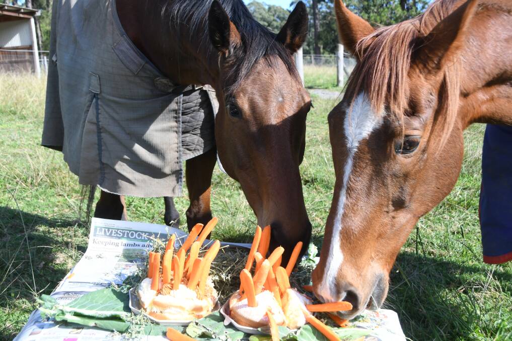  Happy Birthday to thoroughbreds including Muncher now 20, and Wolf Winter 26, (my retired and pampered ex-racers) getting into their extra carrots as well as sponge cakes last Saturday August 1. Photo Virginia Harvey. 