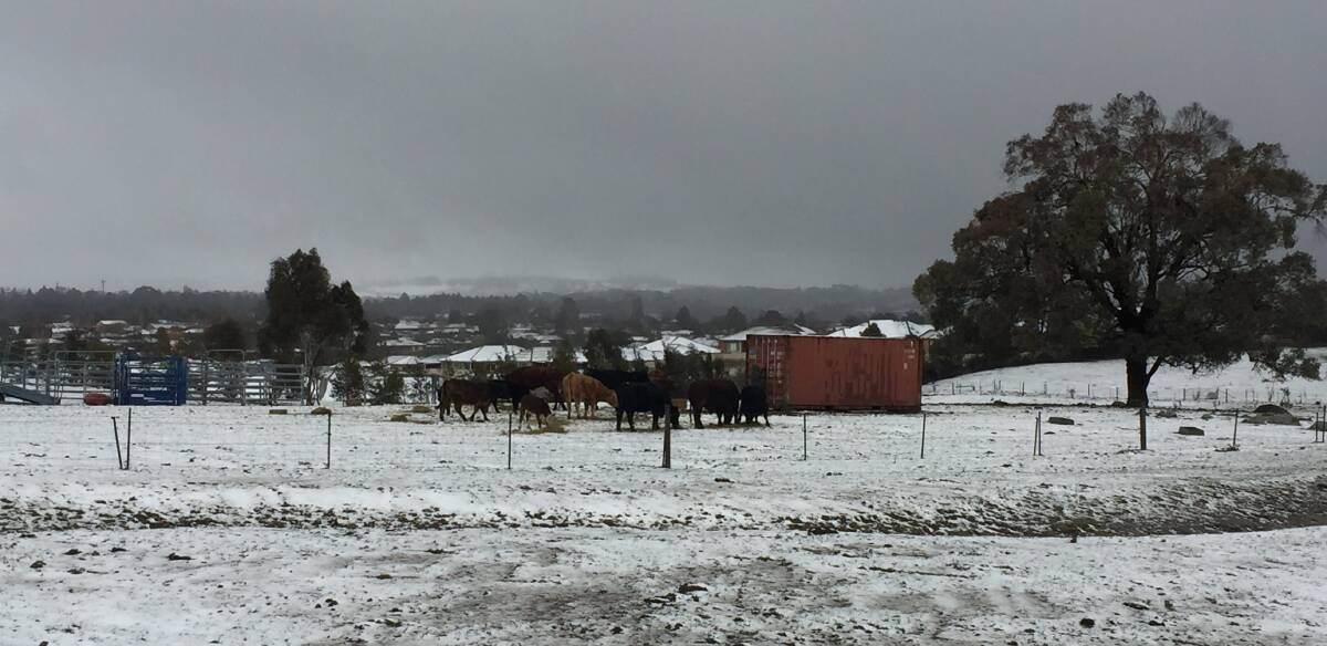 Snow is predicted right up the Great Dividing Range to even lower than 900m on Wednesday and Thursday, with potential for blizzards in some parts of the Northern Tablelands and Barrington Tops producing very dangerous driving conditions. Photo by Andrew Norris/Orange during 2019 snow event.