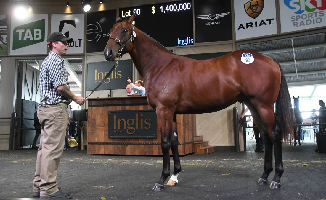 One of the $20 million yearlings at the Inglis Australian Easter Yearling Sale, a Snitzel colt from Cest Beau La Vie (and handler Dean McCaskill) which sold from Arrowfield Stud for $1.4m at Warwick Farm. Photo Virginia Harvey. 
