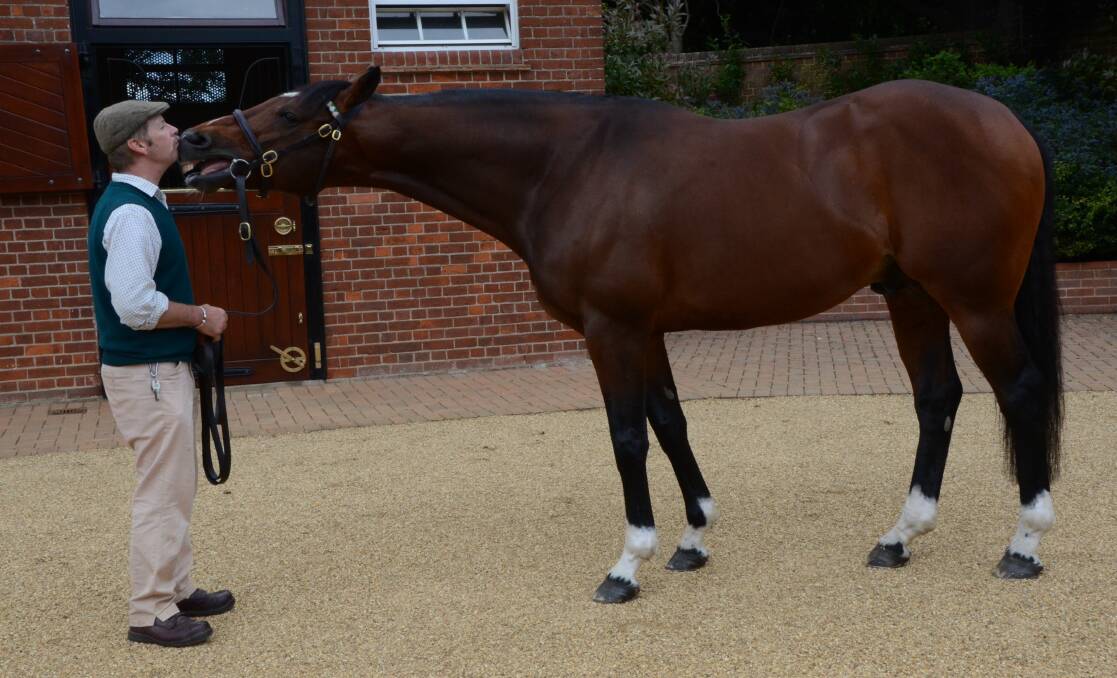  UK great Frankel (and handler Rob Bowley) at Banstead Manor, England. The world-renowned galloper had four youngsters at Inglis sale this week. Photo Virginia Harvey 