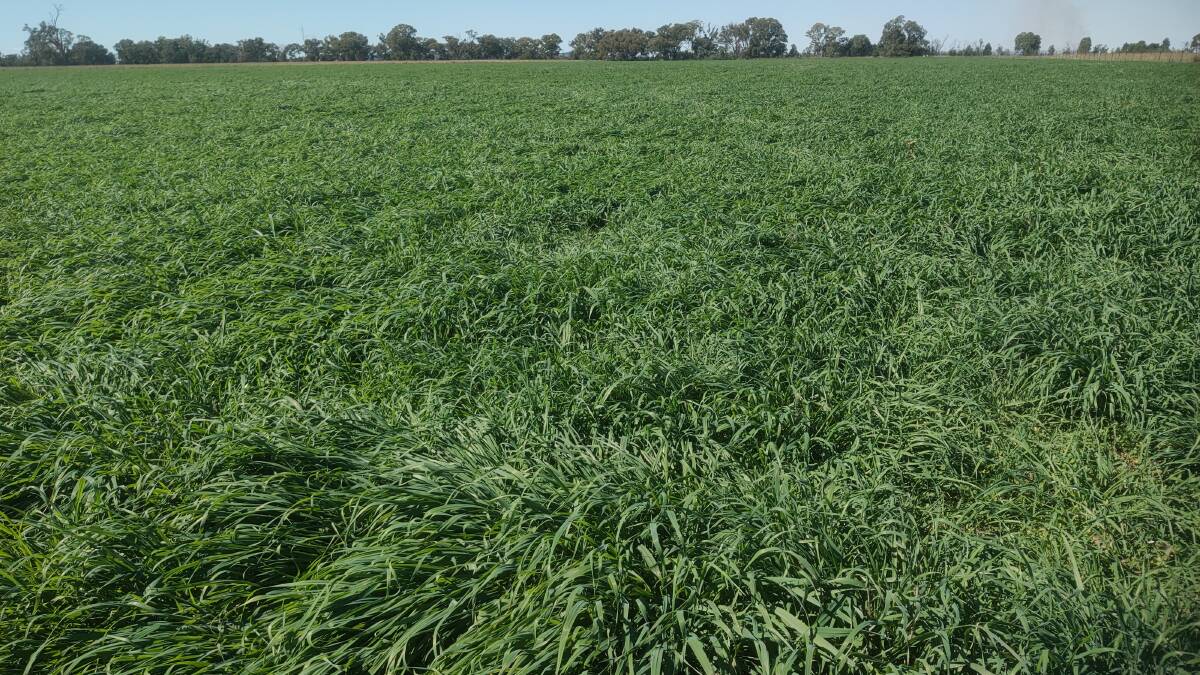 Self-sown oat crop of Eurabbie oats mid-April this year. Attention to correcting soil deficiencies, weed and rust control, plus early grazing management all important for high production.