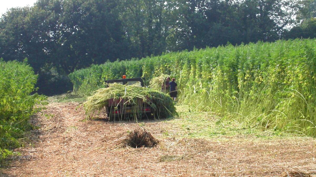 Hemp, the fibre variety cannabis sativa, is slowly making its way back into farming. It was once the mainstay of sailing for the manufacture of sails and ropes.