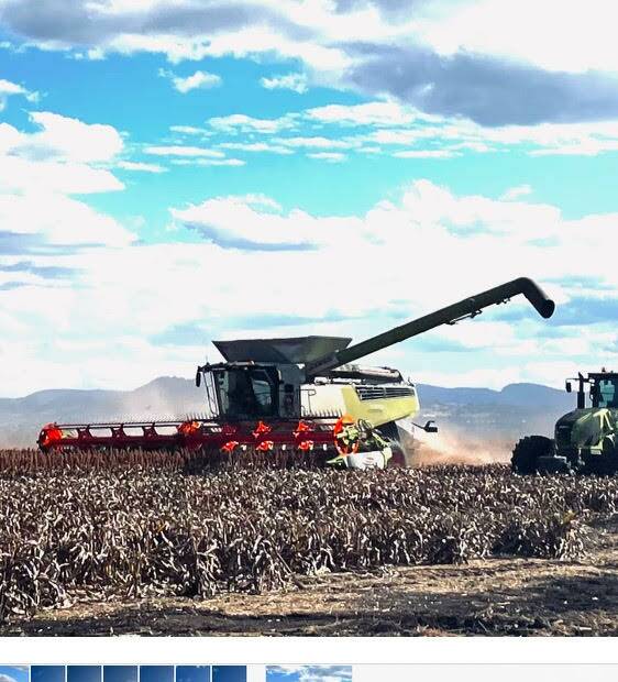 All systems go for the sorghum harvest at Tamalie near Bundella. Some Liverpool Plains crops have gone 12t/ha.