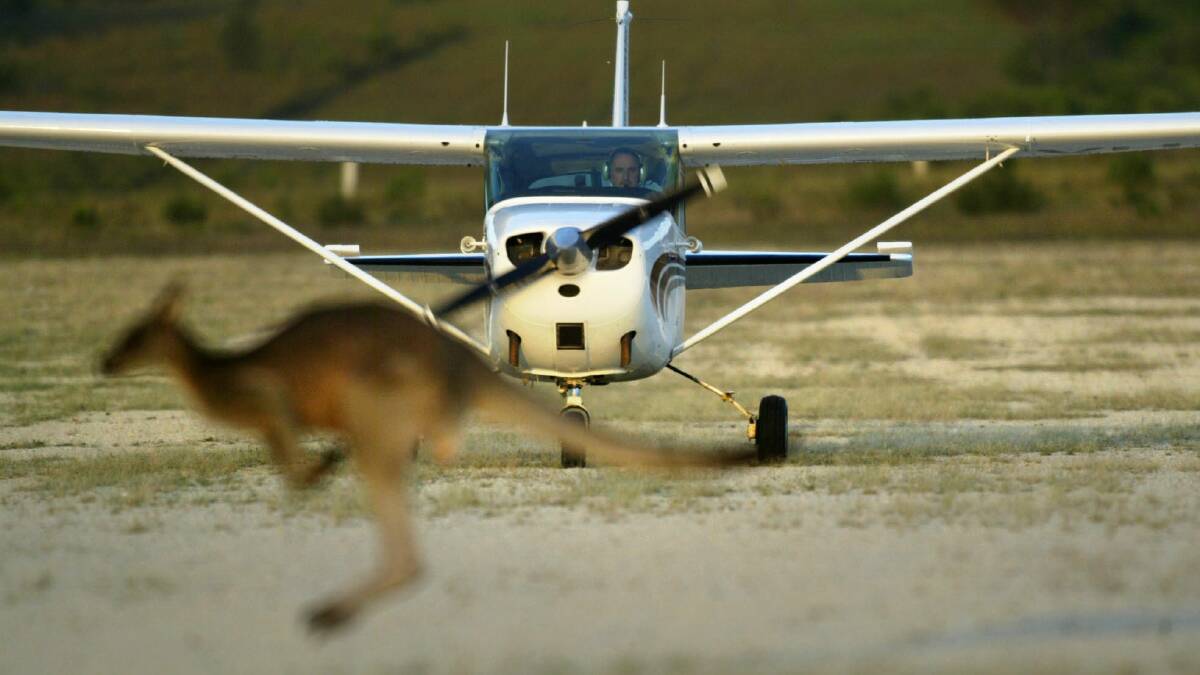 Kangaroos on the move are causing bigger headaches for airport operators in the country as the dry forces many to seek water outside parks and state forests. This roo was pictured at Mallacoota airport during another roo incident in 2005.