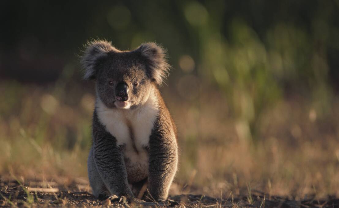 WWF report says native veg laws will kill off koalas