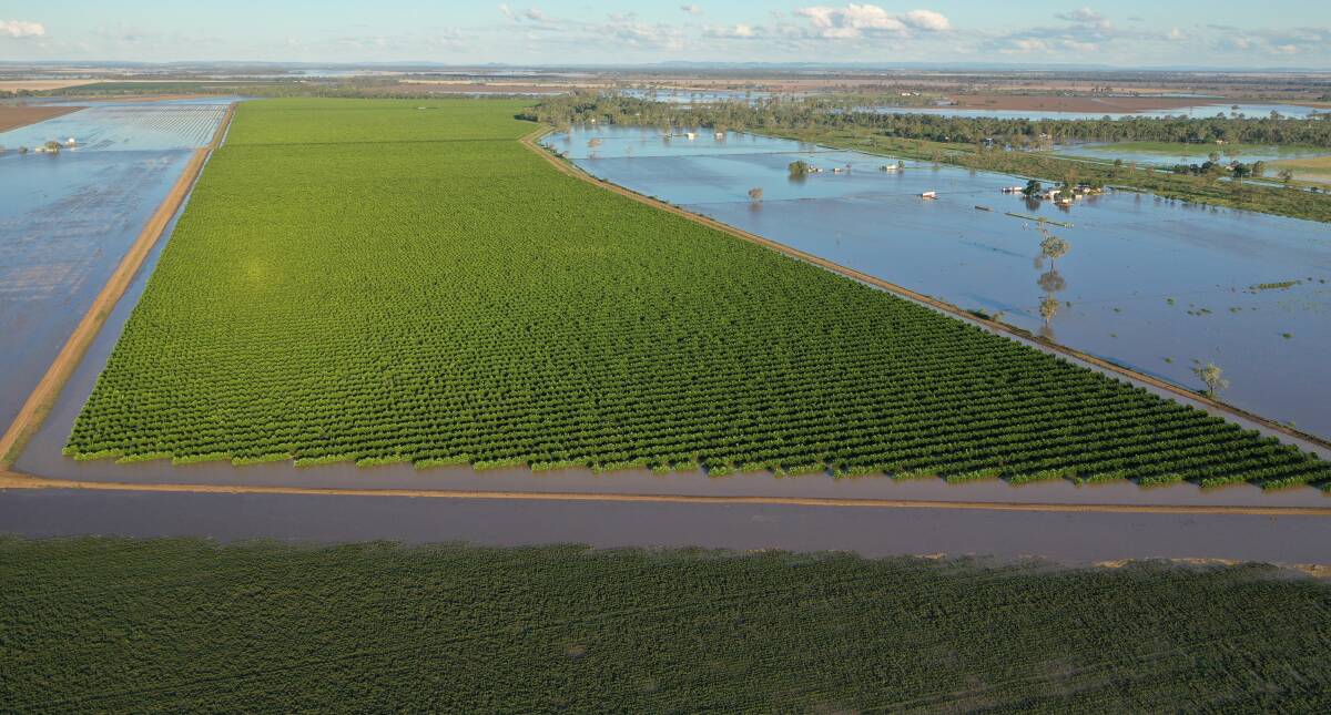 The March flooding on orchards at nearby Beela, owned by the Estens, that saw a lot of paddock damage - but some silt moved in. It's hardly stopped raining since.