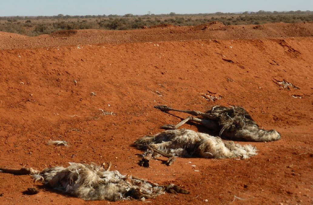 Dead emus at the construction zone for the pipeline.