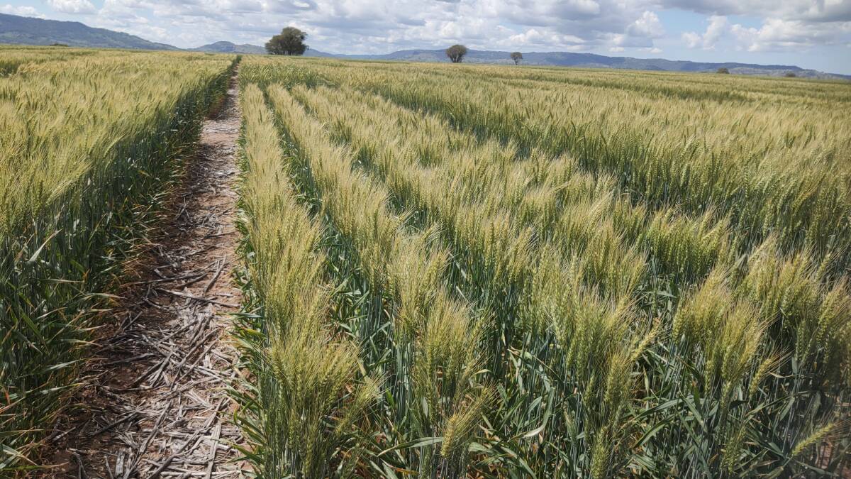 A view of one of many GRDC funded NVT (National Variety Trials) assessments across NSW. NVT trials are an independent assessment of new varieties.
