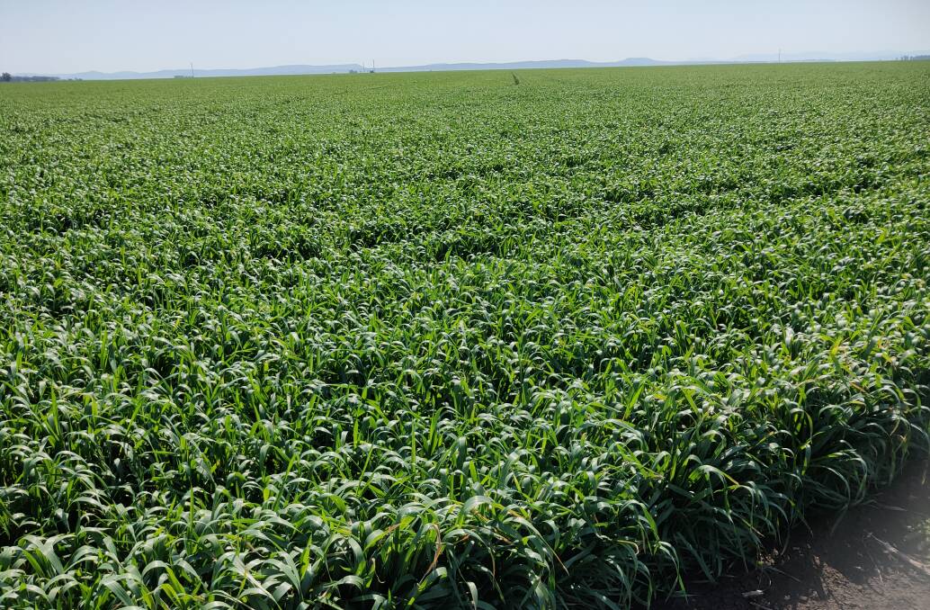 Zero till farming, combined with high soil fertility and stubble retention, comes closest to maintaining soil carbon levels in a total cropping system.
