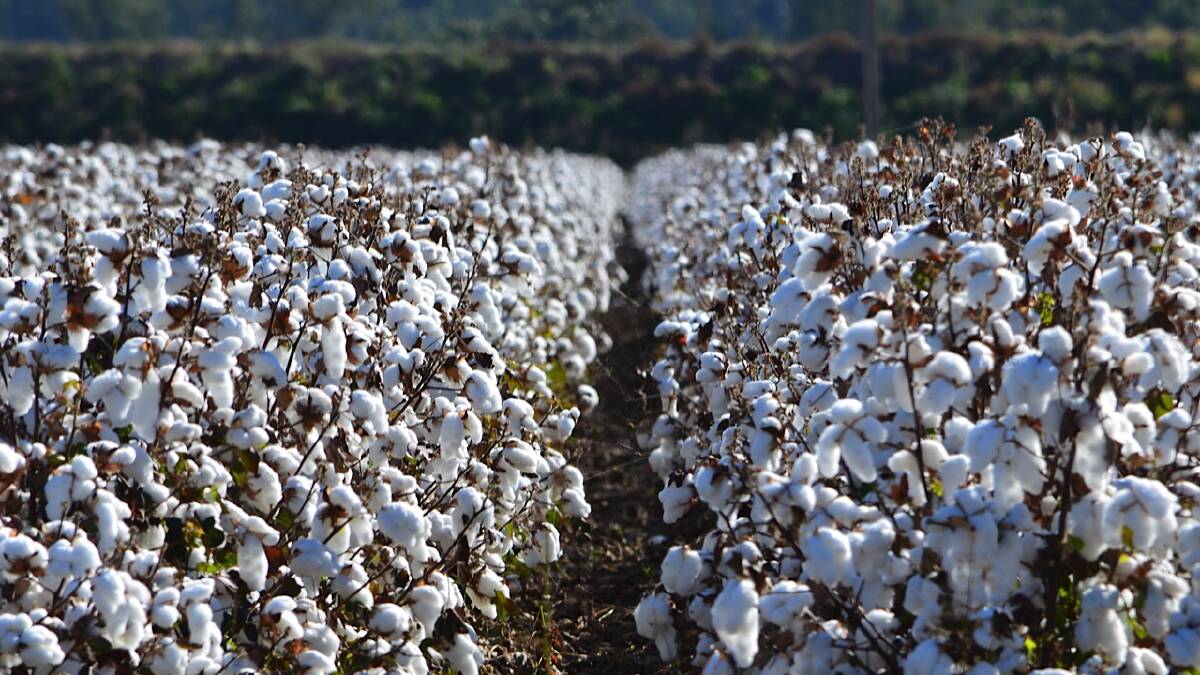 Where to now after Australia's major cotton buyer China has turned on Australian growers with its local mills told by a Chinese government bureau not to use Australian cotton - the best cotton grown in the world.