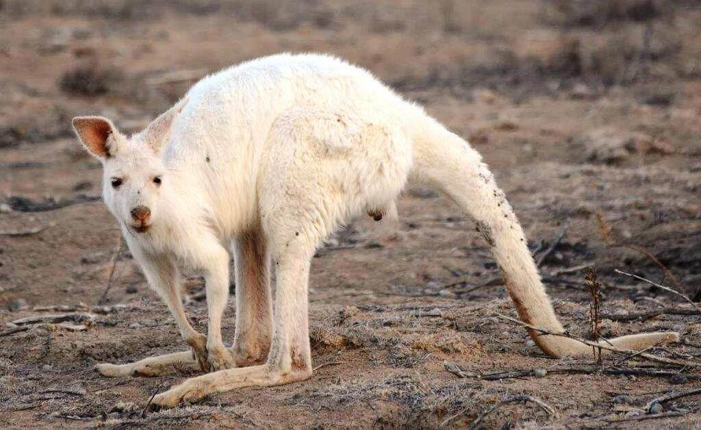 A rare white kangaroo at Wanaaring. Photo by Ben Strong