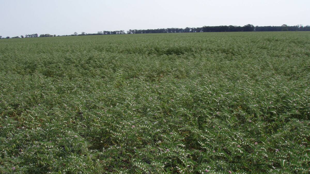 Chickpeas, now a viable crop in a normal to good year. Plant breeding and disease control management have been keys to the successful development of the industry.
