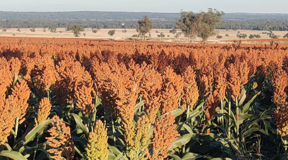 Sorghum was one of several summer crops that were moderately resistant to the important winter crop pest Root lesion nematodes (Pratylenchus thornei).
