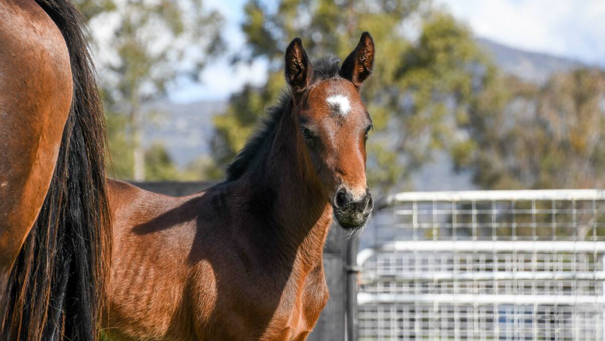 Among the first foals by Magna Grecia a colt foal from Sucker Punch at Coolmore Stud, Jerrys Plains. Photo supplied.
