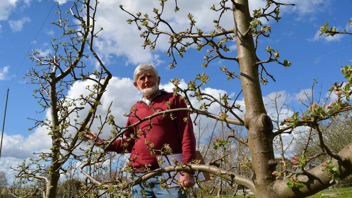 David Pickering with an Antoinette apple variety. He has many varieties he is still trying to identify. Photos by Andrew Norris.
