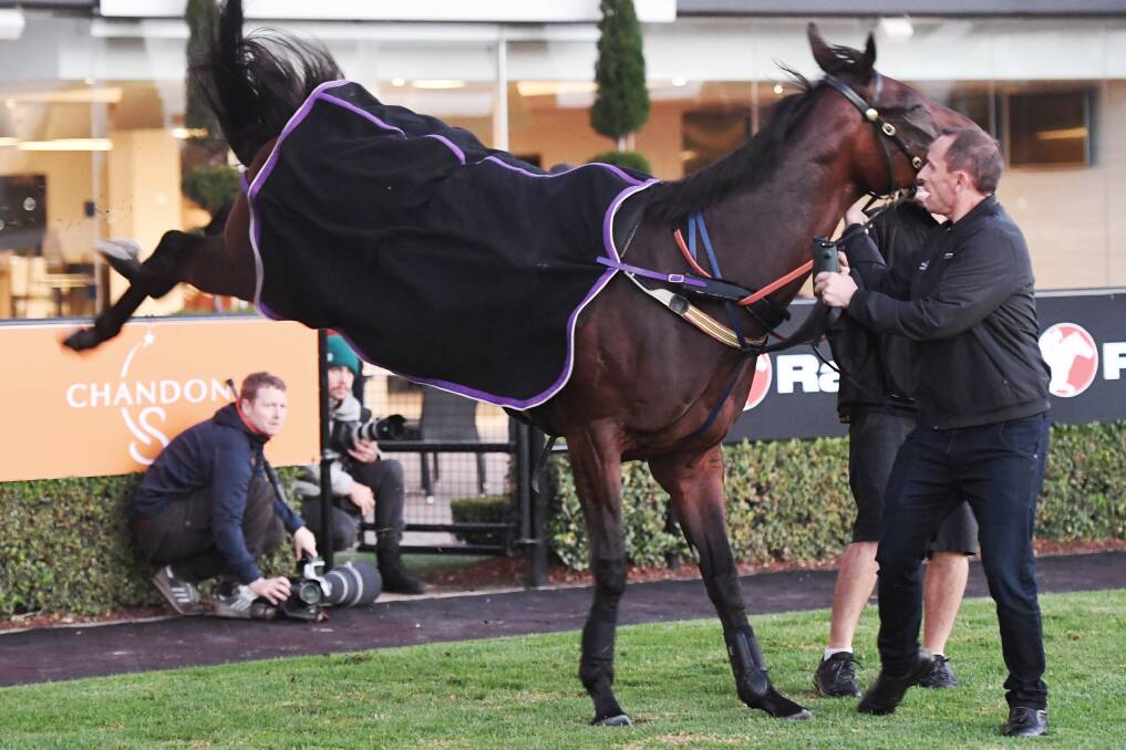 Winx was in high spirits at the media call at Randwick before her final start in a race last year in the Queen Elizabeth Stakes, almost collecting trainer Chris Waller at one stage.