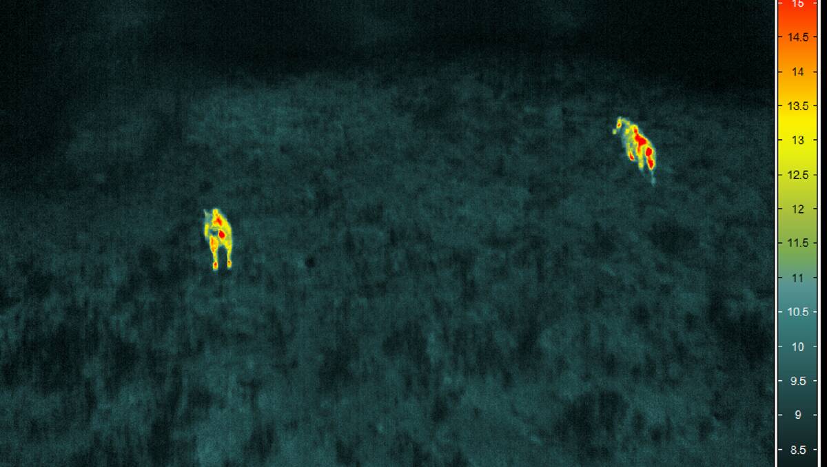 Night vision captures feral pigs on move.