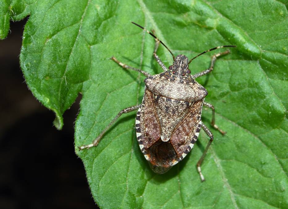 Stinky situation averted as biosecurity team nabs hostile stink bug