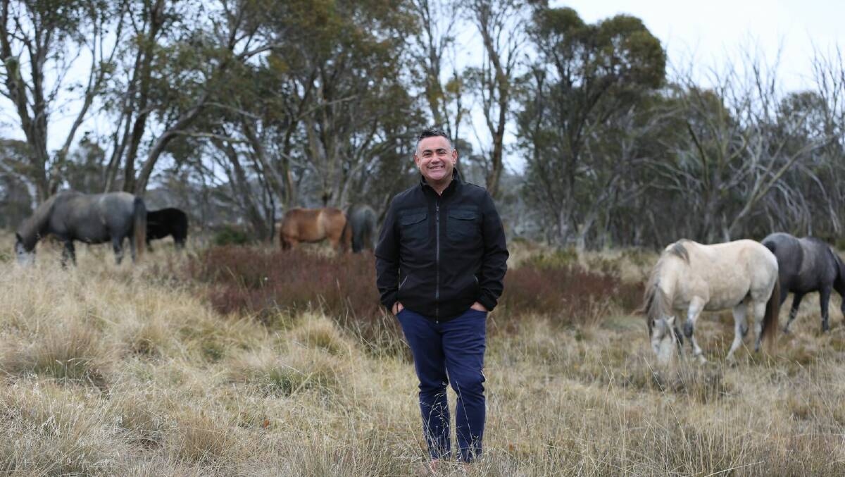 Deputy Premier John Barilaro with wild horses in Kosciuszko National Park at the announcement last year he would protect them. A new aerial survey has found brumby numbers have exploded doubling in just five years to almost 25,000.