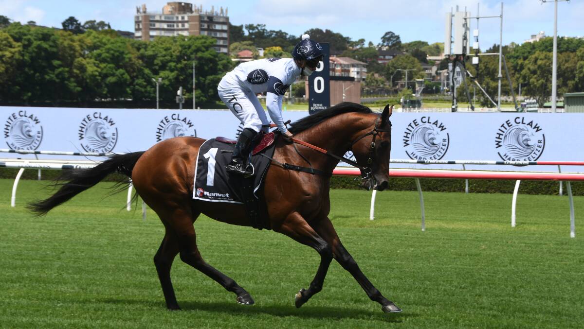 Choisir stallion, Malkovich (and Tim Clark up) when performing in Sydney, but was a stakes winner at Flemington last Saturday. Photo Virginia Harvey.