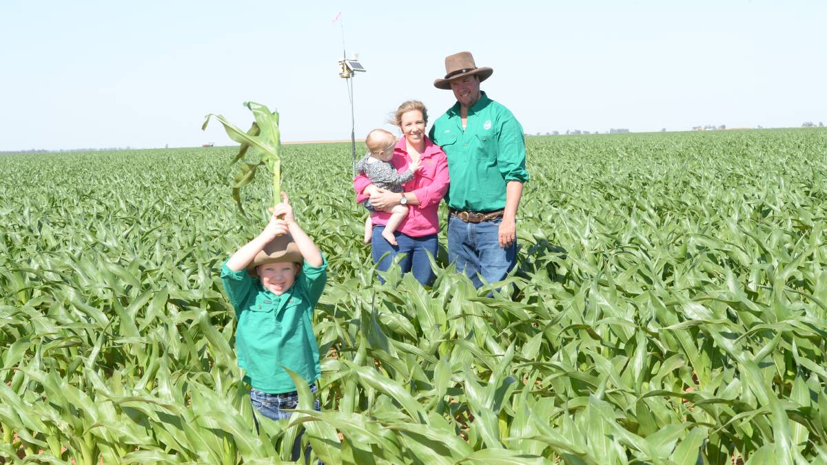 Andrew and Megan Peters, The Lea, Hillston, with their children, Henry, 3 and Elsie, 1,  in a paddock of 1488 Pioneer irrigated corn, planted October 26 and due to be harvested in March. Photo by Rachael Webb.