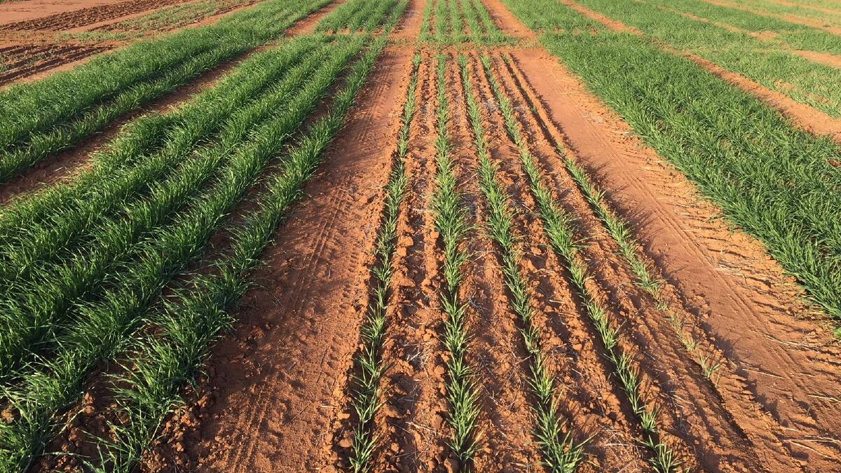 Many research trials have shown the importance of correcting soil phosphorus and nitrogen deficiency is essential for high crop yields. 