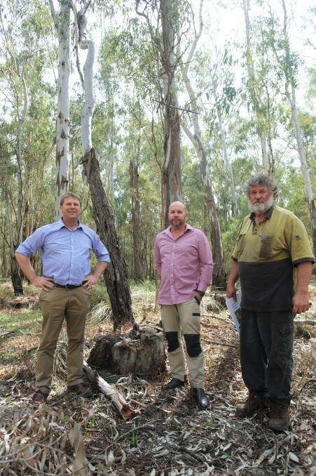 Nationals Murray MP Austin Evans with sawmillers Ben Danckert and Chris Crump. They  want logging resumed for the prized red gum timber.