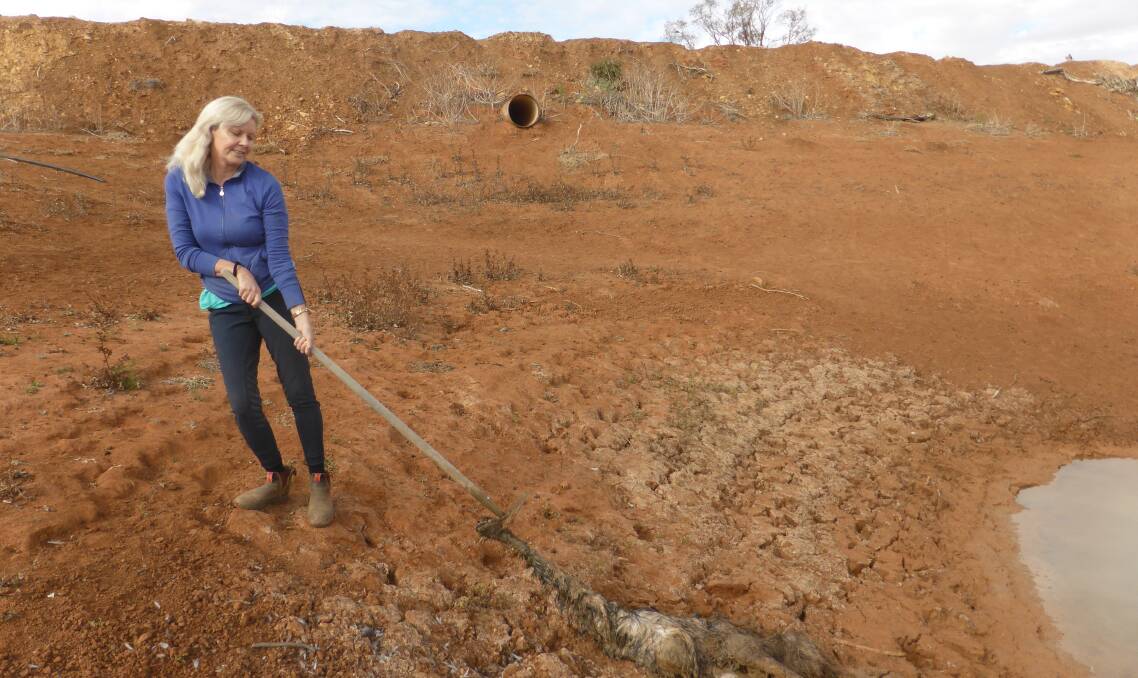 Jodie Pearce spends each day dragging dead emus from her home station's water dam south of Broken Hill.