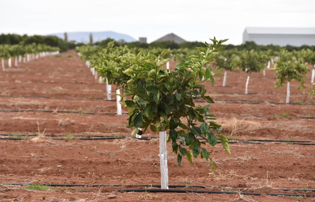 NEW CROP: A new orange orchard right on the city limits of Griffith as new Chinese demand for quality Australian citrus provides a new boost to the industry. Photo by John Ellicott.
