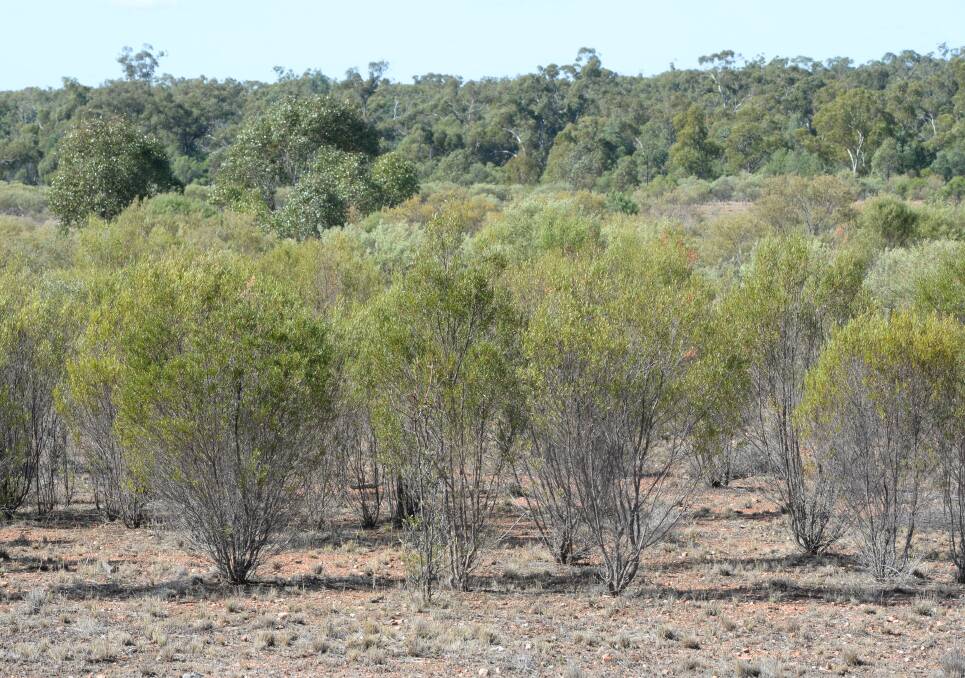 The Natural Resources Commission has called for an immediate overhaul of native vegetation regulations and the release of the promised mapping system. The Government says much of the clearing is of invasive native species, that is allowed under the code.