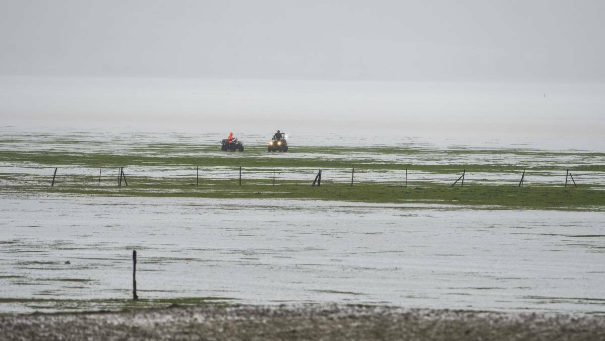 Farmers move stock from the bed of Lake George near Collector as the lake fills after heavy rain in the area. Photo by Dion Georgopoulos.