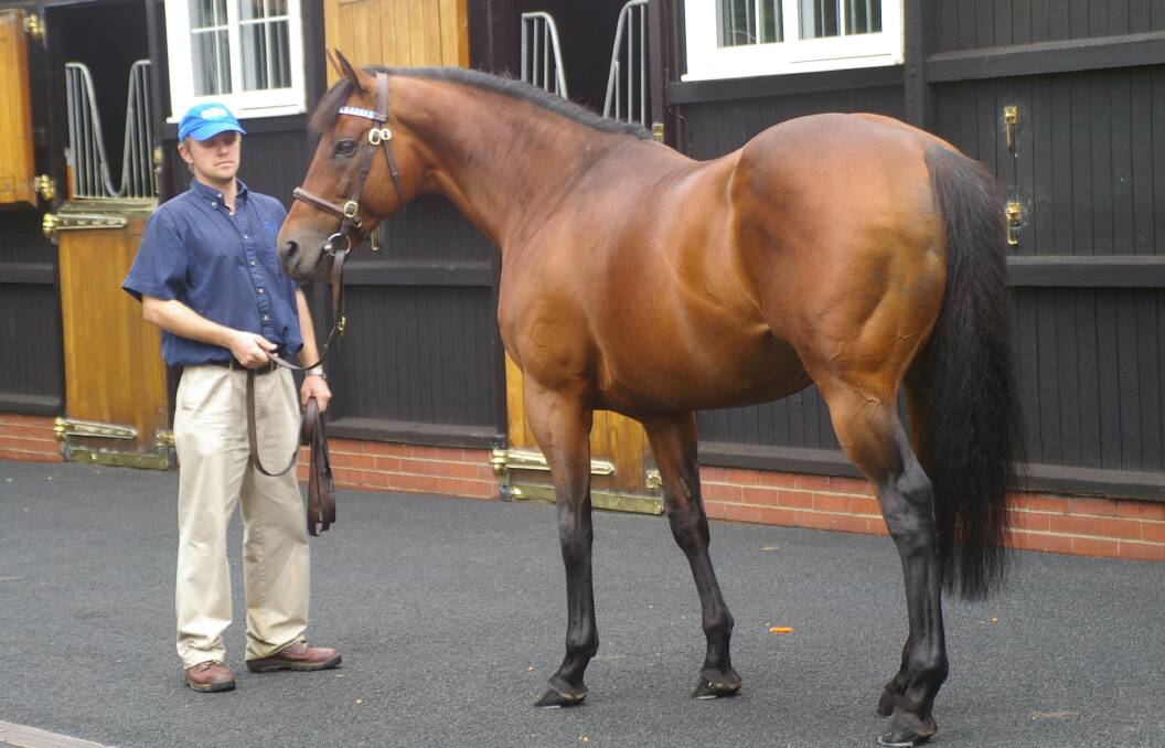 Dubawi (at Dalham Hall, England) was represented with a one million guineas foal last week. Photo Virginia Harvey 
