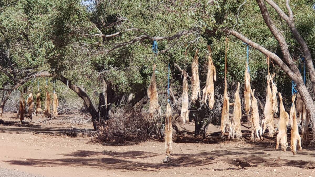 Dead wild dogs hang as far as the eye can see west of Wanaaring as farmers battle attacks.Photos by Ben Strong of Wanaaring Caravan Park and Store.