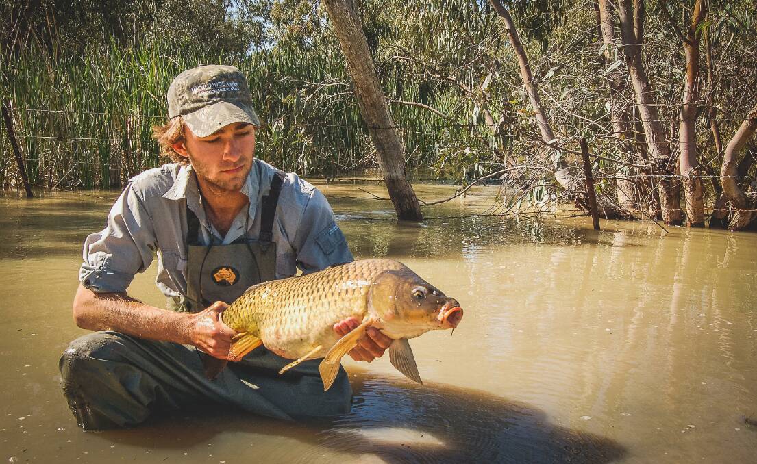 Freshwater fish ecologist Tom Rayner with a carp caught in the Macquarie Marshes. The invasive fish has recently been found in the Bega River for the first time.