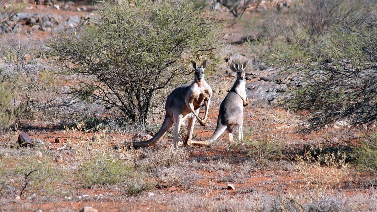 Roo numbers in western NSW smashed by drought